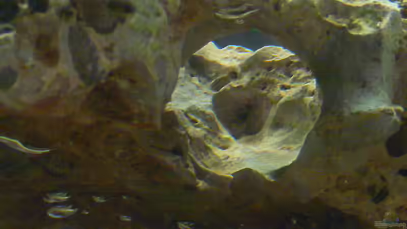 Dekoration im Aquarium Becken 4151 von Christian Klar (11)