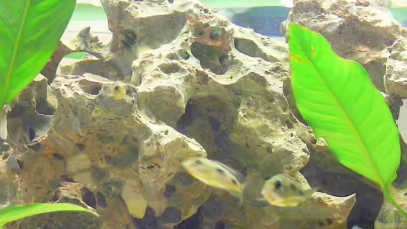 Dekoration im Aquarium Becken 4151 von Christian Klar (12)