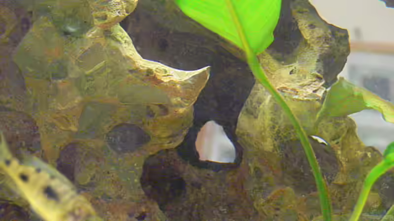 Dekoration im Aquarium Becken 4151 von Christian Klar (13)