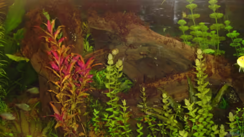 Dekoration im Aquarium Becken 4188 von Steffen Heinzmann (4)