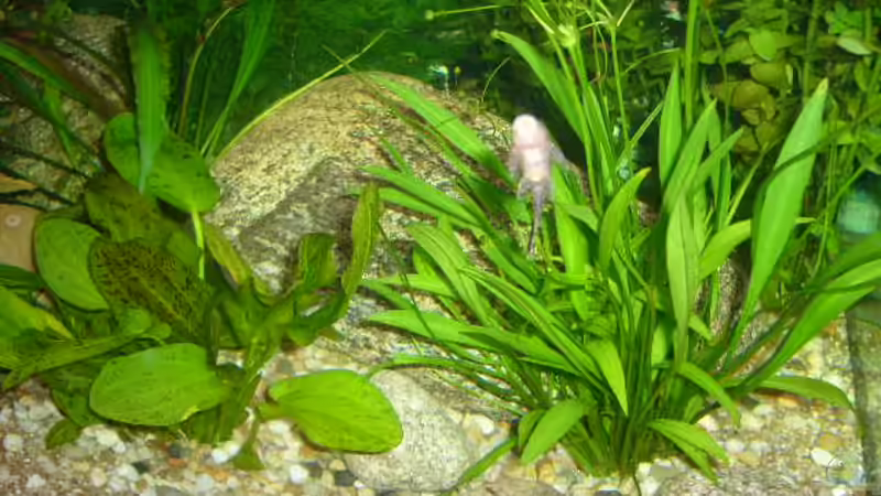 Dekoration im Aquarium Becken 4199 von Joachim Reinhardt (11)