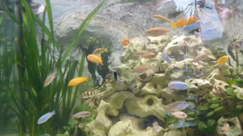 Dekoration im Aquarium Becken 4199 von Joachim Reinhardt (12)