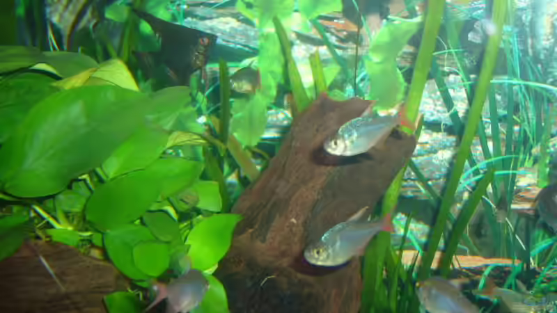 Dekoration im Aquarium Becken 4199 von Joachim Reinhardt (13)