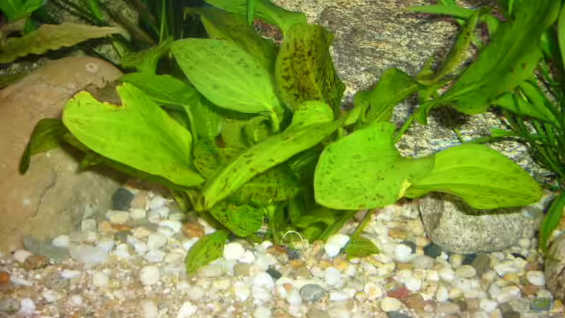 Dekoration im Aquarium Becken 4199 von Joachim Reinhardt (14)