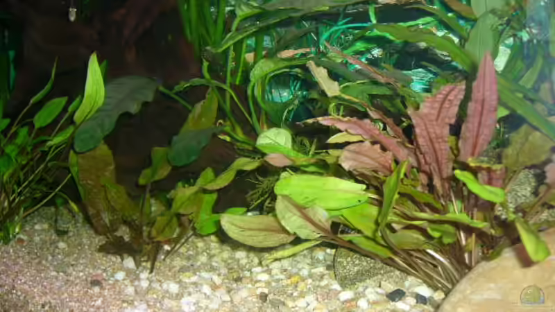 Dekoration im Aquarium Becken 4199 von Joachim Reinhardt (15)