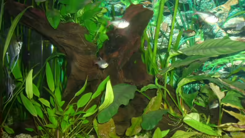 Dekoration im Aquarium Becken 4199 von Joachim Reinhardt (16)