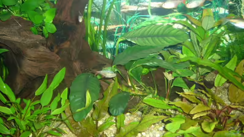 Dekoration im Aquarium Becken 4199 von Joachim Reinhardt (17)