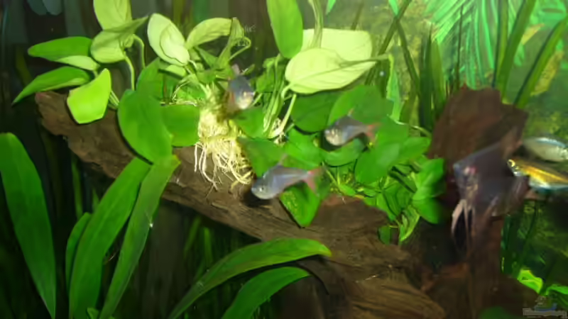 Dekoration im Aquarium Becken 4199 von Joachim Reinhardt (20)