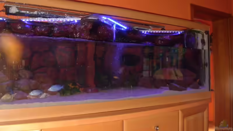 Dekoration im Aquarium Becken 422 nur noch Beispiel von Frank Hopp (27)