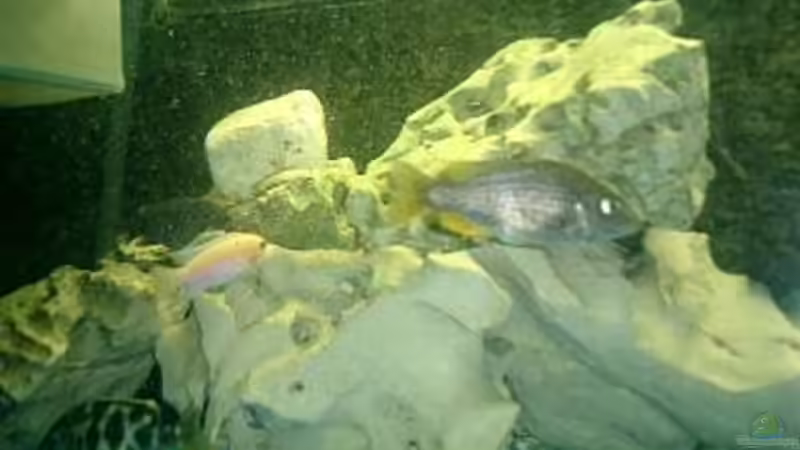 Dekoration im Aquarium Becken 422 von Peter Fröse (5)