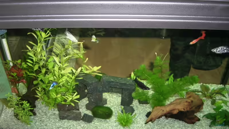 Dekoration im Aquarium Becken 4225 von Jörg Fackler (4)