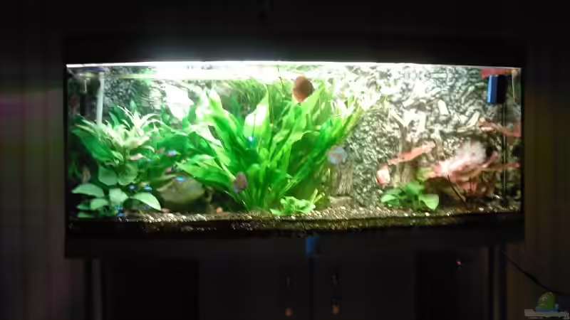 Dekoration im Aquarium Becken 4244 von Tobias Höning (8)