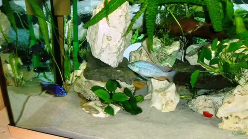 Dekoration im Aquarium Becken 4259 von MalawiEder (9)