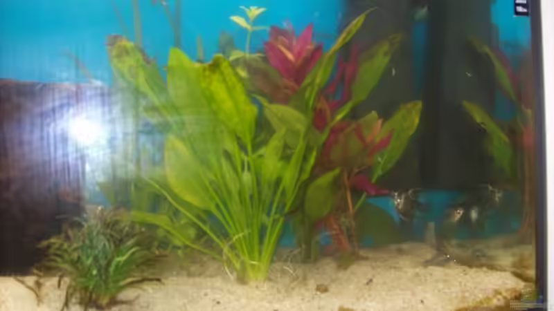 Dekoration im Aquarium Becken 4266 von Robert Borowiak (13)