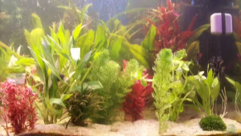 Dekoration im Aquarium Becken 4266 von Robert Borowiak (14)