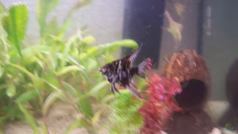 Dekoration im Aquarium Becken 4266 von Robert Borowiak (15)