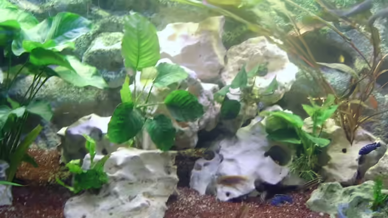 Dekoration im Aquarium Becken 4285 von Jens Schneider (3)