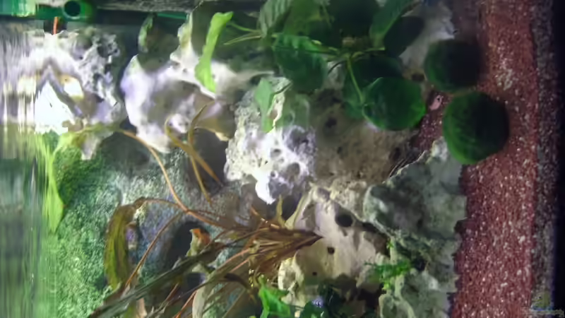 Dekoration im Aquarium Becken 4285 von Jens Schneider (4)