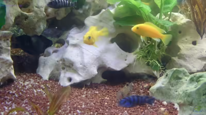 Dekoration im Aquarium Becken 4285 von Jens Schneider (5)