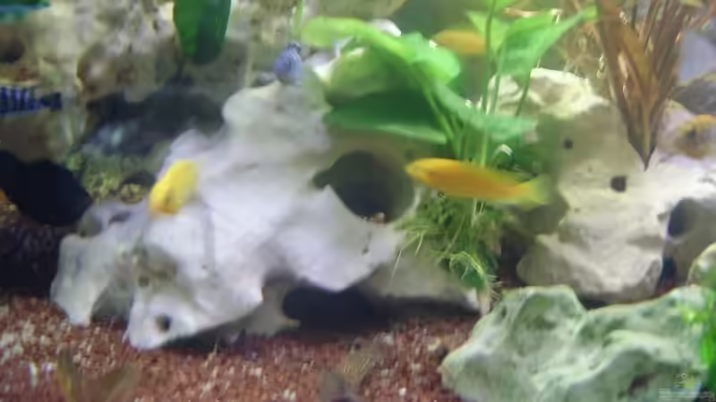 Dekoration im Aquarium Becken 4285 von Jens Schneider (6)