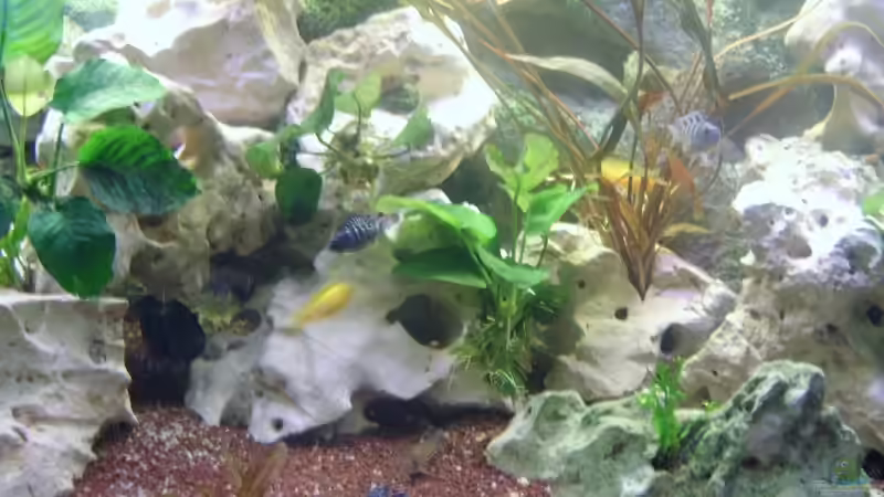 Dekoration im Aquarium Becken 4285 von Jens Schneider (7)