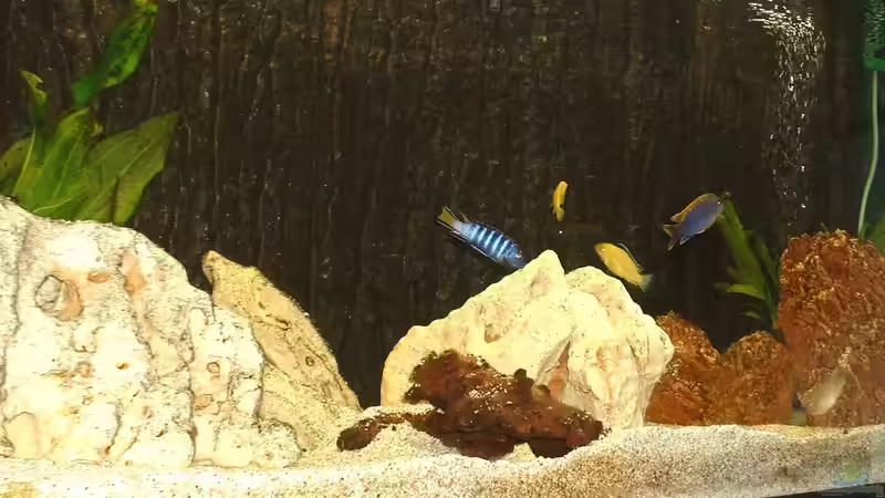 Dekoration im Aquarium Becken 43 von Dietmar Kilvanya (2)