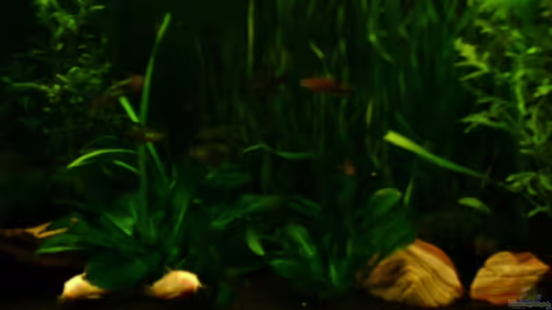 Dekoration im Aquarium Becken 4326 von Nicole Helal (20)