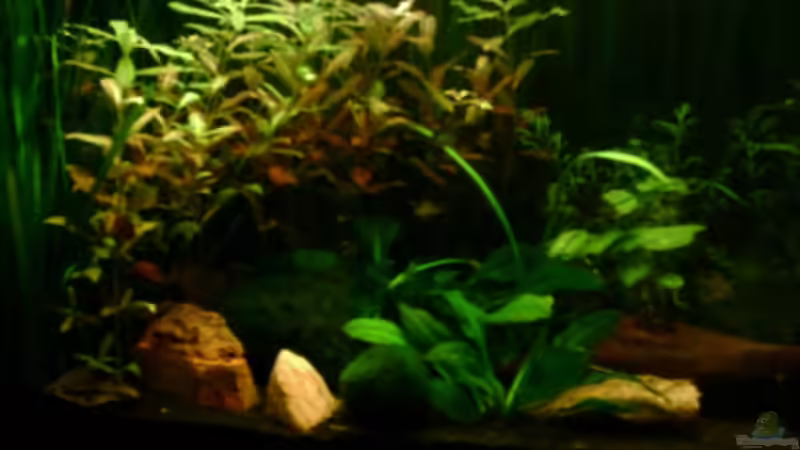 Dekoration im Aquarium Becken 4326 von Nicole Helal (21)