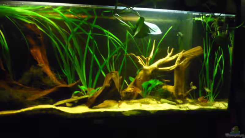 Dekoration im Aquarium Becken 4345 von Markus Dinter (3)