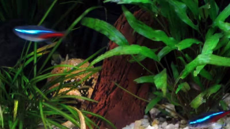 Dekoration im Aquarium Becken 4348 von Bruno Leuenberger (7)