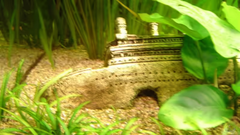 Dekoration im Aquarium Becken 4349 von Matthias Bosse (6)