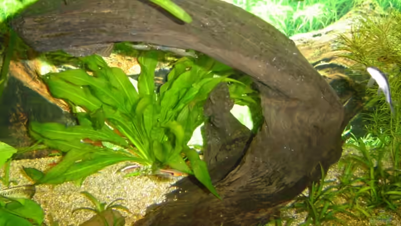 Dekoration im Aquarium Becken 4349 von Matthias Bosse (7)