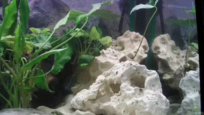 Dekoration im Aquarium Becken 4373 von Holger Hofmann (6)