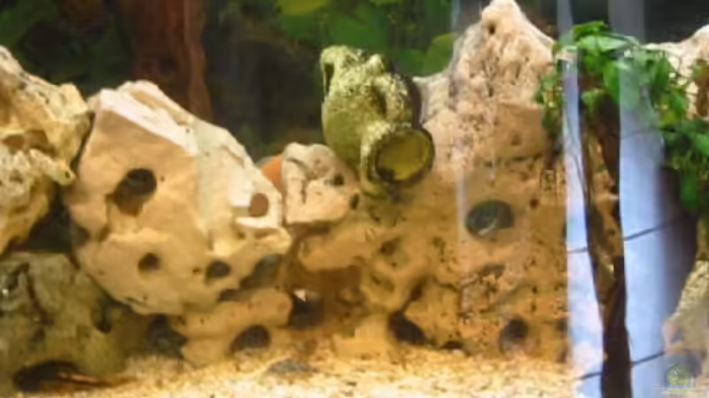 Dekoration im Aquarium Becken 439 von Joerg Sommer (4)