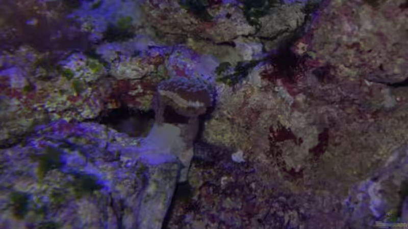 Dekoration im Aquarium Becken 4394 von Torben Alsmeyer (7)