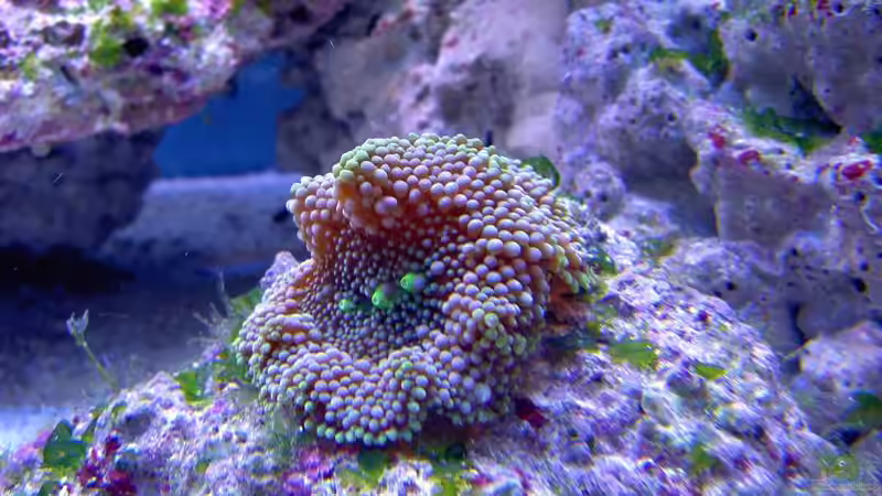 Dekoration im Aquarium Becken 4394 von Torben Alsmeyer (8)