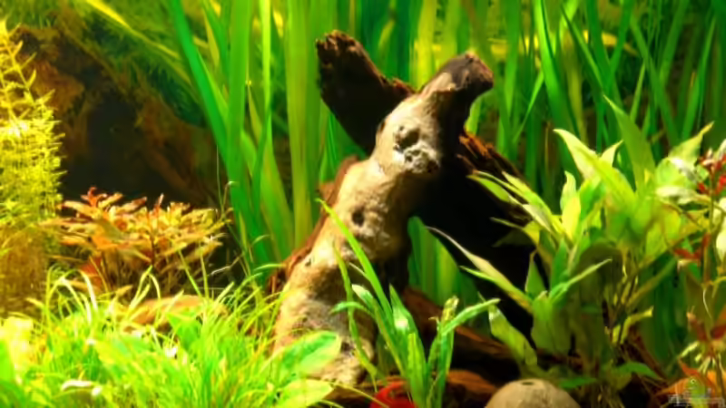 Dekoration im Aquarium Becken 4396 von Jockwer Rene´ (22)