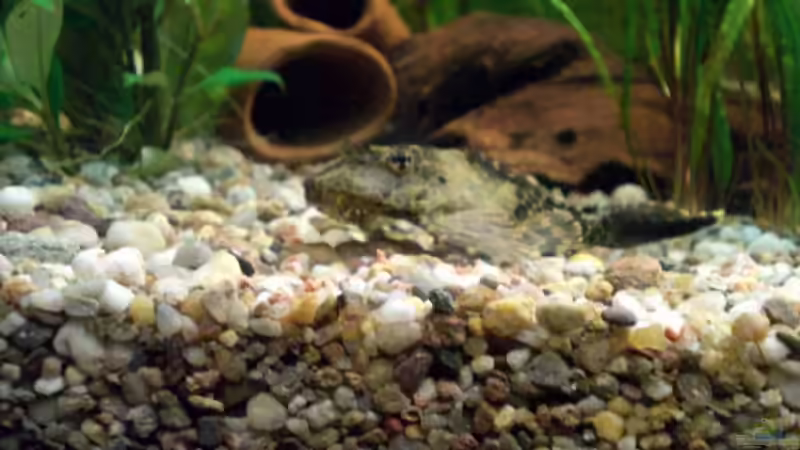 Dekoration im Aquarium Becken 4396 von Jockwer Rene´ (23)