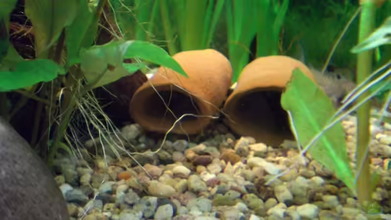 Dekoration im Aquarium Becken 4396 von Jockwer Rene´ (24)