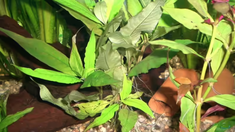 Dekoration im Aquarium Becken 4396 von Jockwer Rene´ (25)