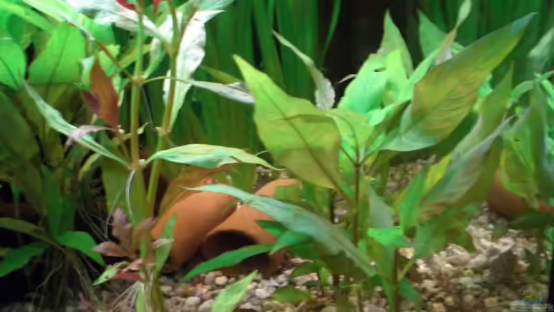 Dekoration im Aquarium Becken 4396 von Jockwer Rene´ (26)