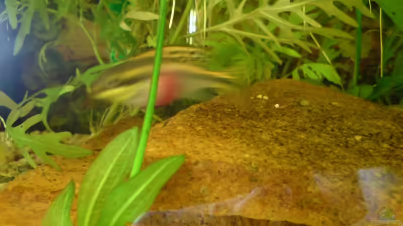 Dekoration im Aquarium Becken 4401 von David Hübner (5)