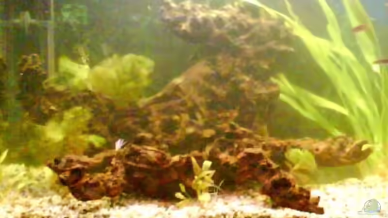 Dekoration im Aquarium Becken 4401 von David Hübner (6)