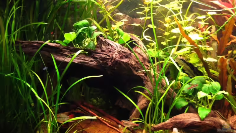 Dekoration im Aquarium Becken 4402 von André Martin (11)