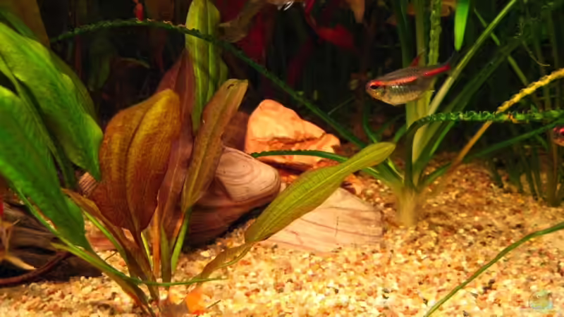 Dekoration im Aquarium Becken 4402 von André Martin (12)