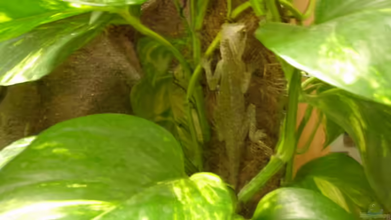 Dekoration im Aquarium Becken 4412 von Rainer Probst (10)