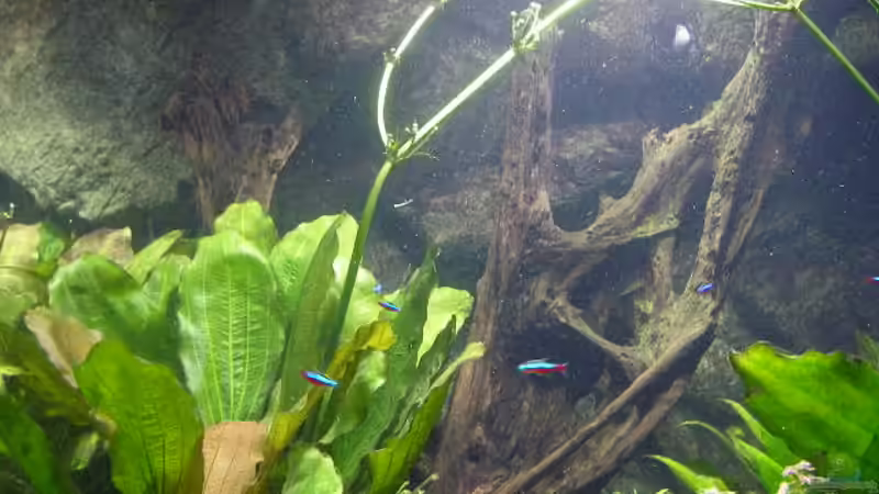 Dekoration im Aquarium Becken 4412 von Rainer Probst (6)