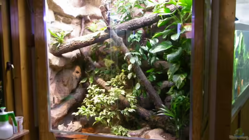 Dekoration im Aquarium Becken 4412 von Rainer Probst (7)