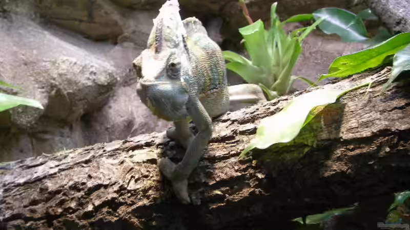 Dekoration im Aquarium Becken 4412 von Rainer Probst (9)