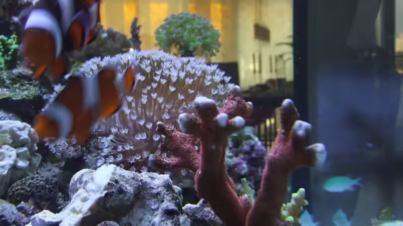 Dekoration im Aquarium Becken 4431 von Sascha Bill (10)